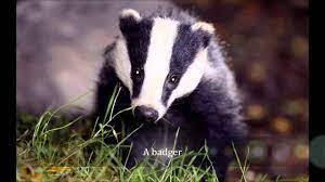 Nocturnal Animals Nocturnal Animals Badger Animals