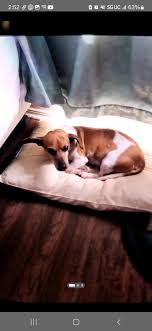 UPDATE~ thank you all so much. He has been found. Lost Dog: Our dog got  out, we are in the Delvalle area near Ross Road. If you see him please  message me