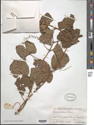 Image result for Cissus petiolata