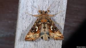 Image result for Autographa macrogamma