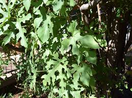 Image result for Ampelocissus africana