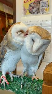 武蔵野カフェ＆バー ふくろうの里 - ふくろうブログ