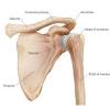 Cal, cp and the conjoint tendon should be this image shows the anatomy of the shoulder joint from posterior view displaying the bones, tendons and muscles of the joint in shoulder joint. 1
