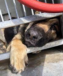 Maybe you would like to learn more about one of these? The Future Of Stray And Unwanted Animals In San Bernardino Ca Appears Bleak And Deadly Thanks To A Rushed Decision By Several City Council Members Pamelakramer Com