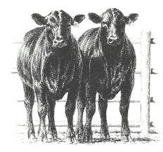 404 Not Found Cow Pictures Cow Art Cattle