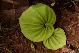 Image result for Nervilia kotschyi