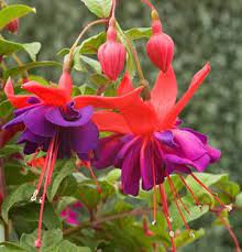 Pin On Gardening