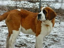 Saint Bernard Puppy For Sale In Troy Mi Adn 68176 On Puppyfinder Com Gender Female Age 4 Months Old St Bernard Puppy Puppies For Sale Saint Bernard