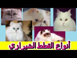 انواع القطط الشيرازى المختلفة youtube