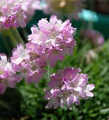 Image result for Emilia caespitosa