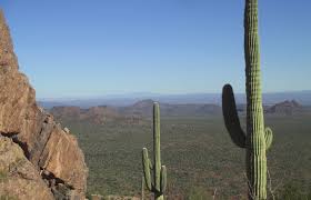 Image result for Tragia lasiophylla