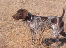 Pet grooming · 1,000s of store locations · 10,000+ pet products Pin On German Shorthaired Pointer