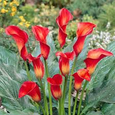 Calla Rot 1 Blumenzwiebel Gunstig Online Kaufen Bestellen Sie Schnell Und Bequem Online Exotische Blumen Blumenzwiebeln Blumensamen