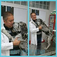 Hades Kanli Ishal Ve Inatci Kennel Oksurugu Hastaliklarini Atlattiktan Sonra Rasitizm Sorununu Da Geride Birakip Hizla Ve Saglikli Bir Sekild Goruntuler Ile Danua Kopek Hades