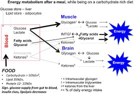 Click here to learn how insidetracker can recommend carbohydrates that fit your unique taste preferences and physical needs! Following A Carbohydrate Rich Meal The Blood Glucose Is Elevated By Download Scientific Diagram