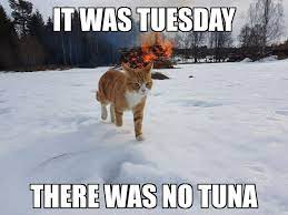 This Cat Is Deadly Serious About Tunatuesday Orangeandwhite Meme Classic Remix Fire Homewrecker Snow Peopleorganize Cat Memes Funny Cute Cats Cats