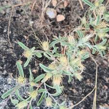 Image result for Dicoma tomentosa