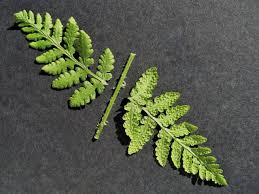 Image result for Woodsiaceae