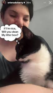 Cat Tells Human to Clean Litter Box