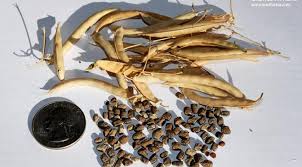 Image result for Phaseolus