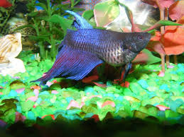 Pin On Betta Fish