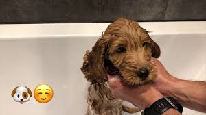 New born puppies new born puppies are totally reliant on their mother for all their needs. Cockapoo Puppy S First Day Home Youtube