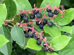 Drape the bearberry cotoneaster over a rock wall or fence, and it really dresses things up! A Quick And Juicy Guide To Berries Of The Northwest The Whole U