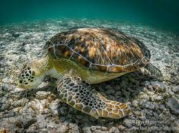 Sea Turtle By Tanya Houppermans Turtle Turtle Love Sea Turtle