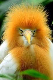 Bird With Spiky Hair Pin On Birds