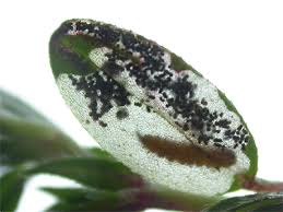 Image result for Mompha miscella