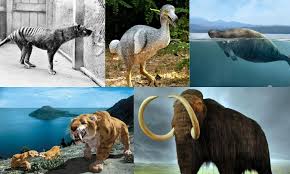 Ketahui, 10 Binatang yang Sudah Punah