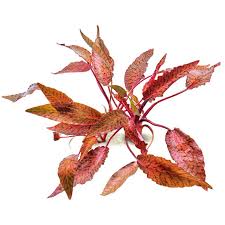 Image result for Nesaea rautanenii