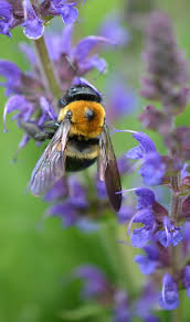 SynRG 2021: Silver Bullets?