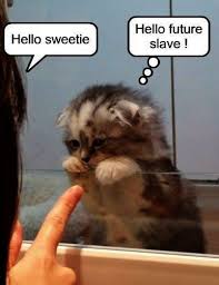 Pin By Kiki On Catz Kittens Funny Funny Animals Cute Funny Animals