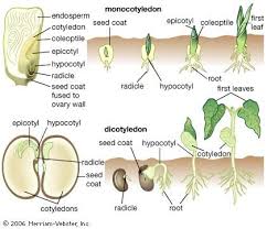 Top Monocotyledon Internal Structures Of A Corn Seed With Stages Of Germination Nutrients Are Store Biology Plants Horticulture Education Teaching Biology