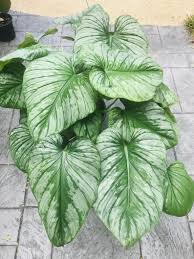 Philodendron Mamei Silver Cloud Philodendron Plant Plants Philodendron