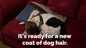 Bissell Pet Hair Eraser Lift Off Video Review How To Get Pet Hair Off Your Couch With Bissell Pet Hair Eraser Lift Off Vacuum See The Video And Get Bissell Pet Hair Eraser Pet Hair Dog Hair