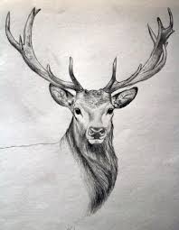Impressive Tutorials How To Draw A Realistic Deer 2019 Deer Draw Impressive Realistic Tutorials Animal Sketches Deer Drawing Animal Drawings