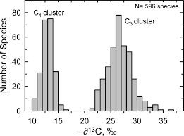 Image result for Celosia stuhlmanniana