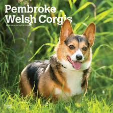 Before you decide that the pembroke welsh corgi is the right dog for you, be sure to do plenty of research. Welsh Corgi Pembroke Kalender 2020 Kaufen Kalenderwereld Nl