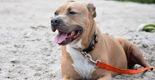 Northland pits is one of the only old family red nose breeders/kennels in wisconsin, minnesota, illinois and michigan. Pitbull Temperament Ernahrung Gesundheit Preis Hk De
