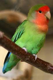 Peach Faced Lovebird Care Guide Personality Lifespan Price