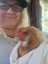 Adding DE to the dust bath for lice treatment in a single hen