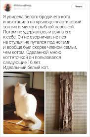 25 tvitov kotorye vyzovut zhelanie nemedlenno potiskat svoego kotika ili zavesti ego veselye memy zabavnye zveryushki koshachij son