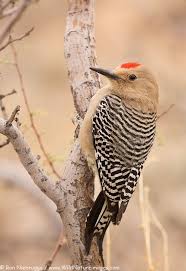 Pin On My Birding Trip To Se Arizona