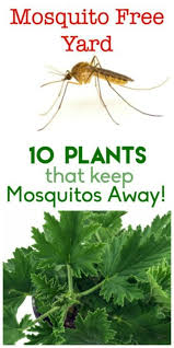 Check spelling or type a new query. 10 Plants To Keep Mosquitos Away Mosquito Free Yard Repel Insects And Mosquitos For Outdoor Entertaining Plants Mosquito Repelling Plants Mosquito Plants
