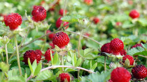 Potentilla indica (formerly duchesnea indica), also called mock strawberry, gurbir, indian strawberry or false strawberry, has foliage and fruit similar to true strawberry, though it is classified in a different genus, and has yellow flowers, unlike the white or slightly pink flowers of true strawberries. Mock Strawberry A Useful Medicinal Herb Cgtn