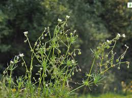 Image result for Spergula