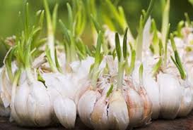 √ 6 cara budidaya bunga lily terlengkap. Tanaman Yang Berkembang Biak Secara Vegetatif Dan Keterangannya