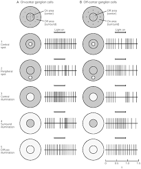 Feedback From Retinal Ganglion Cells To The Inner Retina | Biorxiv